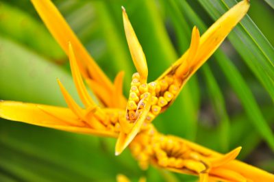 Plantar y cuidar el boj en el jardín.