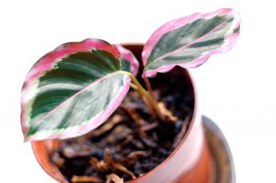 Propagar Calathea. Así funciona el aumento del margen de la cesta