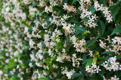 Soleado y protegido: encuentra un lugar para que tu magnolia se sienta bien