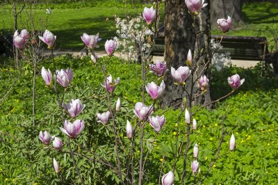 Variedades adecuadas para arbustos de magnolia.