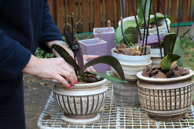 Propagar el cymbidium dividiéndolo