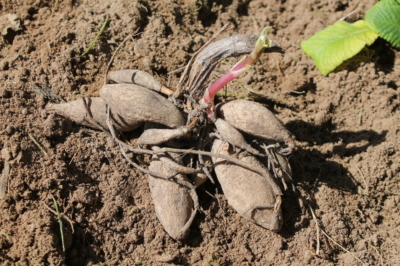 Plante bulbos de dalia en solo unos pocos pasos