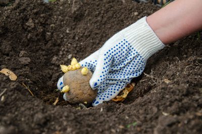 ¿Qué plántulas puedes plantar directamente en el compost?