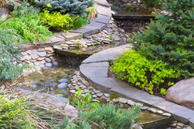 Cómo cortar correctamente el tejo como un seto solitario y un seto: tutorial de corte para jardineros domésticos