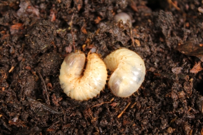¿Qué hacer con las larvas blancas en el compost?