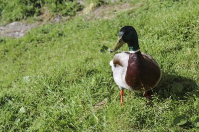 Así es como los patos se sienten como en casa en el jardín para mantener a los patos corriendo