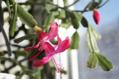 Winter Epiphyllum en un lugar fresco pero sin heladas