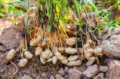 ¿Dónde y cómo crecen los cacahuetes?