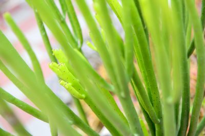 Euphorbia tirucalli se propaga con éxito