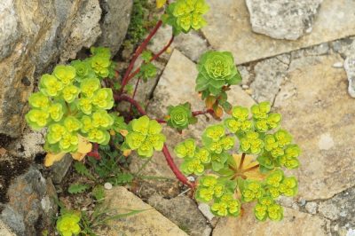 Subespecie de Euphorbia: ¿resistente o no?