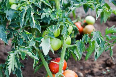 Cómo cultivar un abeto como bonsái y trucos