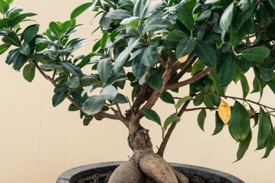 Mi Ficus Ginseng está obteniendo hojas amarillas!, ¡Ayuda