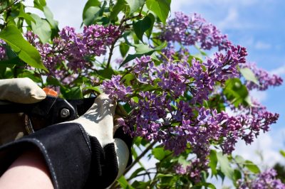 ¿Tienes que cortar las lilas después de la floración?