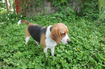 ¿Cómo es seguro el jardín para los perros? para el jardín que admite perros