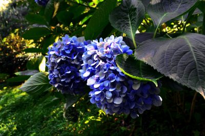 Hortensia de jardín: plantar y cuidar.