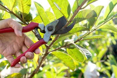 Tijeras de podar: una pequeña guía de compra