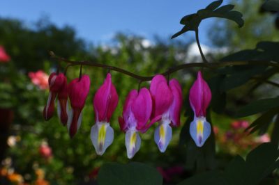 Una valla de jardín hecha de plantas: los mejores árboles para proteger su privacidad