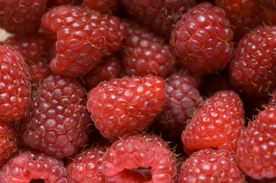 ¿Cómo se fertiliza el huerto en primavera?