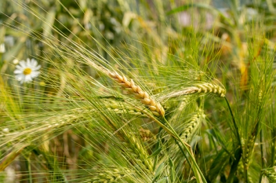 Grano en el perfil