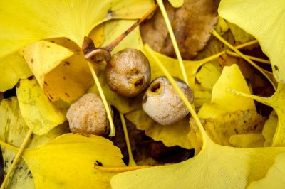 ¿Son fáciles de propagar los ginkgos?