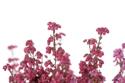 Bell heather: plantar y cuidar