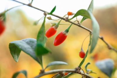 Identificar y combatir el mildiú polvoroso en la baya de goji