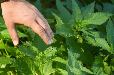 Cuidado de Guzmania: no se tolerará ninguna negligencia