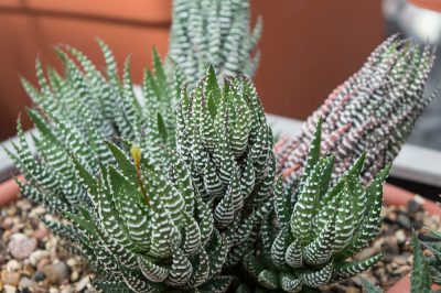 Así es como se ve el cuidado correcto de la Haworthia