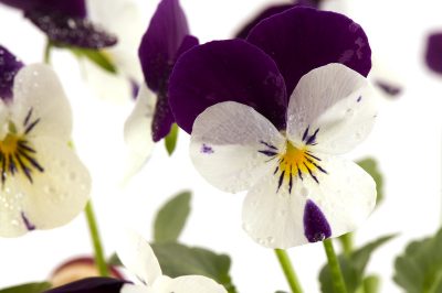 Hierba del lucio contra las algas: eficaz y con hermosas flores.