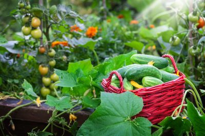 Las mejores variedades de tomate para camas elevadas.