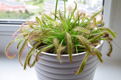 Cape Sundew se sentirá bien, Con estos consejos de cuidado