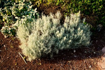 La ubicación adecuada para el jardín de hierbas