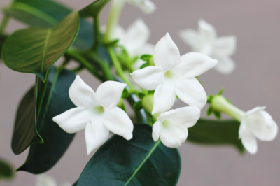 Plantas de interior: el jazmín de Madagascar (Stephanotis floribunda)