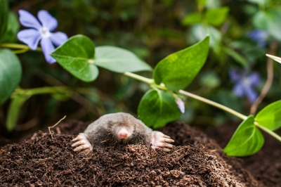 Ahuyentar a los topos en el jardín: ¿que está permitido?