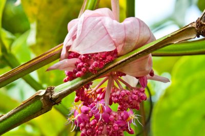 Evite las hojas marrones en la Medinilla magnifica