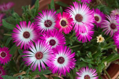 Cómo cuidar adecuadamente la hierba y los trucos del hielo (Mesembryanthemum crystallinum)