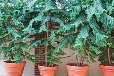 Sacar un árbol de mirabel del núcleo: ¡este método funciona!