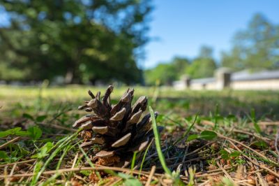 ¿qué hacer?, Conifer pierde agujas