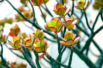 Cree un jardín natural usted mismo: diseñar y plantar de forma fácil