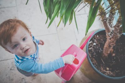 ¿Pequeño jardin? ¿Qué árbol frutal encaja todavía?