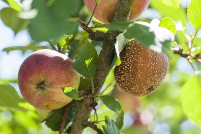 Enfermedades comunes de los árboles frutales y que hacer al respecto