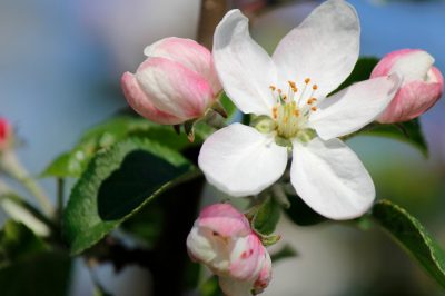 ¿Qué árbol frutal tiene flores rosadas?