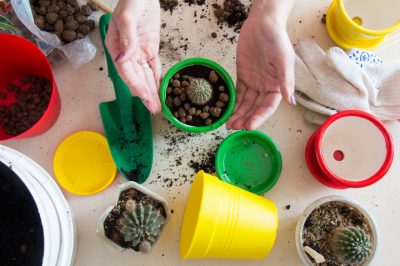 Cinco valiosos consejos para el cuidado de las orquídeas