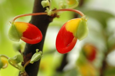 El cuidado perfecto para la planta pico de loro.