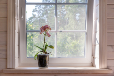 ¿Se puede cultivar una Phalaenopsis en vaso?