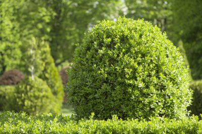 Ubicación e instrucciones, Plantación de plátanos: tiempo