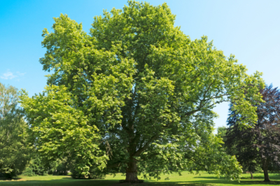 Sycamore - datos interesantes sobre el árbol