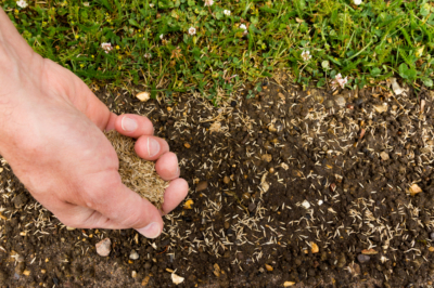 Cómo plantar adecuadamente semillas de césped