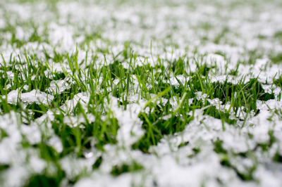 Hiberne su césped correctamente: los mejores consejos para un césped a prueba de invierno