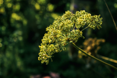 Vainas imponentes: los frutos de la robinia